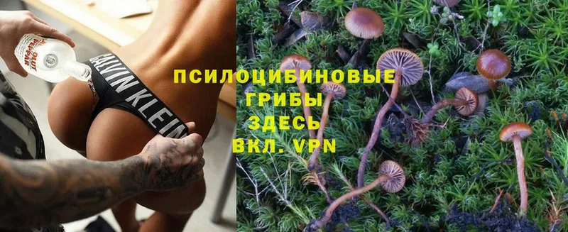 где купить наркоту  Тайга  Псилоцибиновые грибы Psilocybine cubensis 